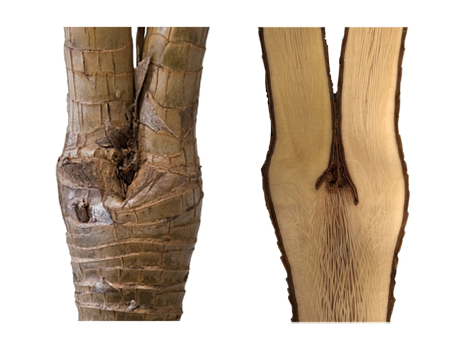 Branching of Dracaena fragans. Outer view of stem (left) and longitudinal section (right).