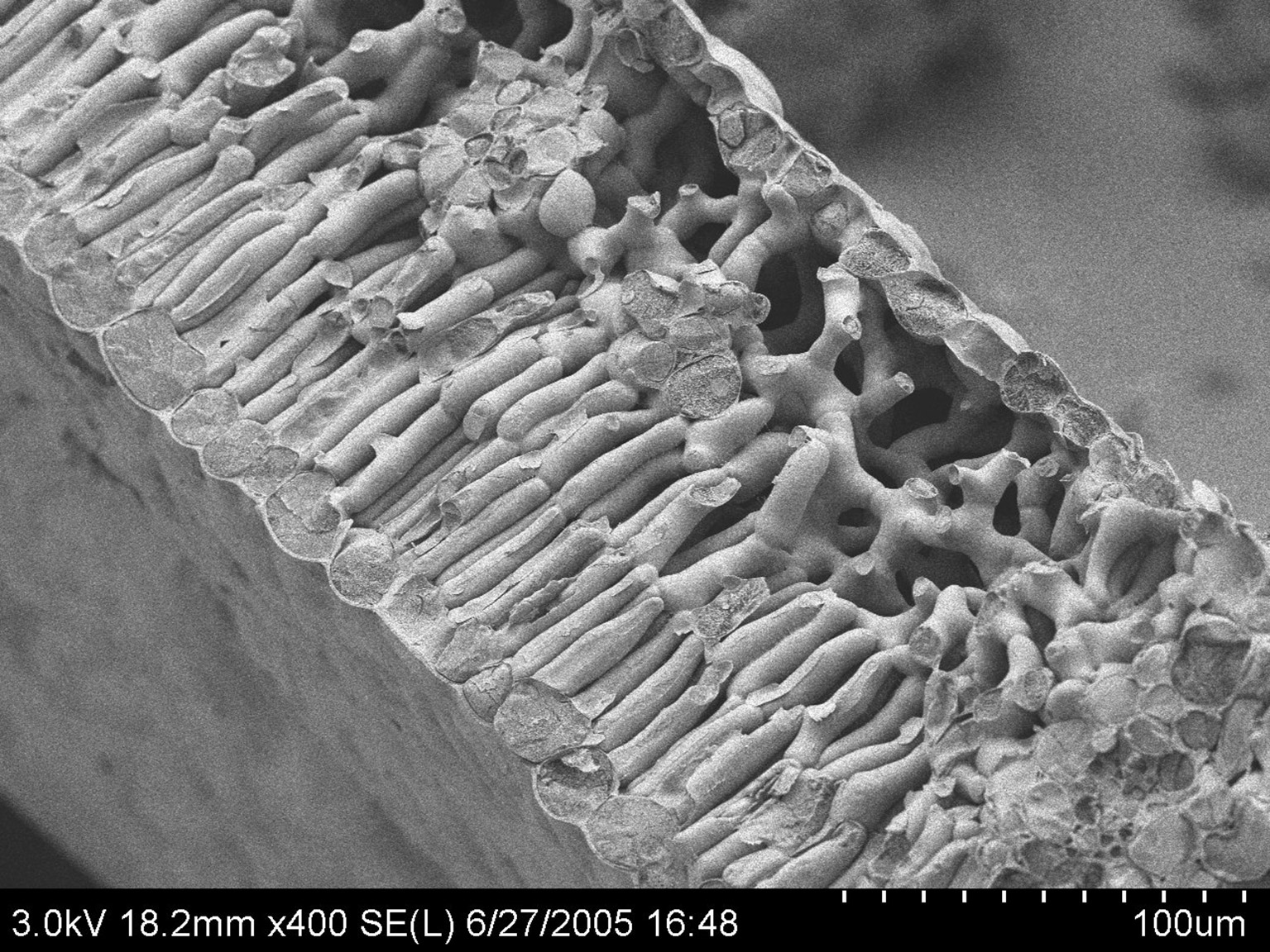 Cryo-SEM image of a frozen leaf of the walnut tree. Cross-fracture, showing leaf tissue and leaf veins.