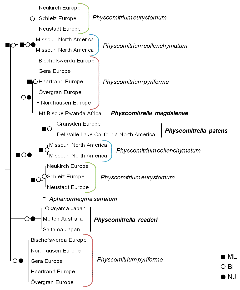 Phylogenetic tree of BRICK1 in the moss family of Funariaceae