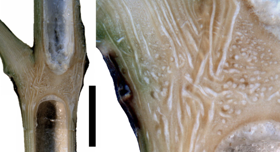 Semiarundinaria sp.Overview and detail, scale bar 10mm. 